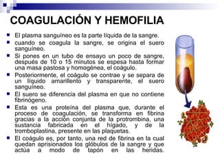 COAGULACIÓN Y HEMOFILIA   El plasma sanguíneo es la parte líquida de la sangre.  cuando se coagula la sangre, se origina el suero sanguíneo.  Si pones en un tubo de ensayo un poco de sangre, después de 10 o 15 minutos se espesa hasta formar una masa pastosa y homogénea, el coágulo.  Posteriormente, el coágulo se contrae y se separa de un líquido amarillento y transparente, el suero sanguíneo. El suero se diferencia del plasma en que no contiene fibrinógeno.  Esta es una proteína del plasma que, durante el proceso de coagulación, se transforma en fibrina gracias a la acción conjunta de la protrombina, una sustancia fabricada en el hígado, y de la tromboplastina, presente en las plaquetas. El coágulo es, por tanto, una red de fibrina en la cual quedan aprisionados los glóbulos de la sangre y que actúa a modo de tapón en las heridas. 