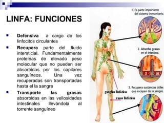 LINFA: FUNCIONES Defensiva   a cargo de los linfocitos circulantes Recupera  parte del fluido intersticial. Fundamentalmente proteínas de elevado peso molecular que no pueden ser absorbidas por los capilares sanguíneos. Una vez recuperadas son transportadas hasta el la sangre Transporte las grasas  absorbidas en las vellosidades intestinales llevándola al torrente sanguíneo 