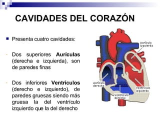 CAVIDADES DEL CORAZÓN Presenta cuatro cavidades: Dos superiores  Aurículas  (derecha e izquierda), son de paredes finas Dos inferiores  Ventrículos  (derecho e izquierdo), de paredes gruesas siendo más gruesa la del ventrículo izquierdo que la del derecho 