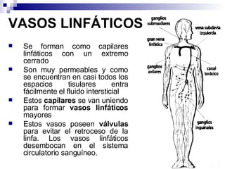 VASOS LINFÁTICOS Se forman como capilares linfáticos con un extremo cerrado Son muy permeables y como se encuentran en casi todos los espacios tisulares entra fácilmente el fluido intersticial Estos  capilares  se van uniendo para formar  vasos linfáticos  mayores Estos vasos poseen  válvulas  para evitar el retroceso de la linfa. Los vasos linfáticos desembocan en el sistema circulatorio sanguíneo.  