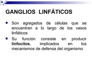 GANGLIOS  LINFÁTICOS Son agregados de células que se encuentran a lo largo de los vasos linfáticos Su función consiste en producir  linfocitos , implicados en los mecanismos de defensa del organismo  