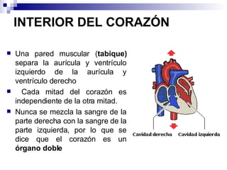 INTERIOR DEL CORAZÓN Una pared muscular ( tabique)  separa la aurícula y ventrículo izquierdo de la aurícula y ventrículo derecho Cada mitad del corazón es independiente de la otra mitad. Nunca se mezcla la sangre de la parte derecha con la sangre de la parte izquierda, por lo que se dice que el corazón es un  órgano doble 