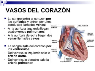 VASOS DEL CORAZÓN La sangre  entra  al corazón  por  las  aurículas  y entran por unos conductos llamados  venas : A  la aurícula izquierda llegan cuatro  venas pulmonares A la aurícula derecha llegan dos  venas  llamadas  cavas .   La sangre  sale  del corazón  por  los  ventrículos Del ventrículo izquierdo sale la  arteria aorta. Del ventrículo derecho sale la  arteria pulmonar . 