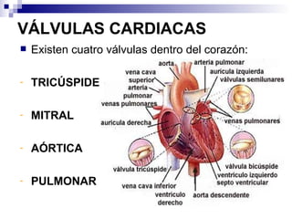 VÁLVULAS CARDIACAS Existen cuatro válvulas dentro del corazón: TRICÚSPIDE MITRAL AÓRTICA PULMONAR 