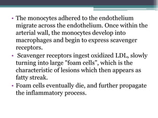 • The monocytes adhered to the endothelium
migrate across the endothelium. Once within the
arterial wall, the monocytes develop into
macrophages and begin to express scavenger
receptors.
• Scavenger receptors ingest oxidized LDL, slowly
turning into large "foam cells”, which is the
characteristic of lesions which then appears as
fatty streak.
• Foam cells eventually die, and further propagate
the inflammatory process.
 