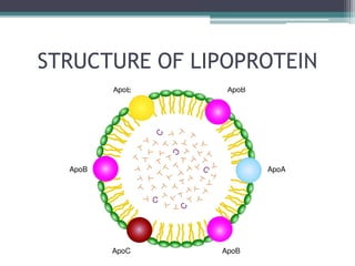 STRUCTURE OF LIPOPROTEIN
 