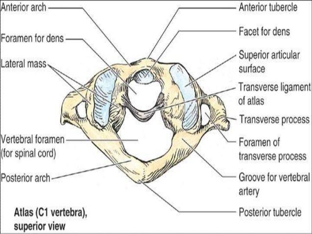 Atlantoaxial and occipital joint