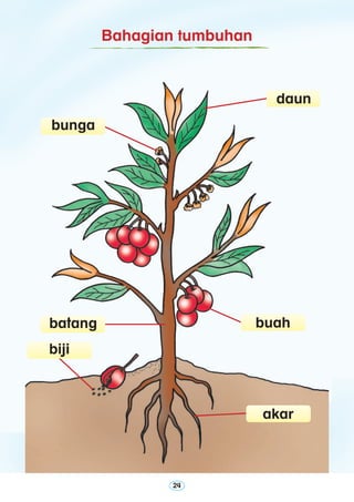 24
Bahagian tumbuhan
daun
bunga
batang
biji
buah
akar
 