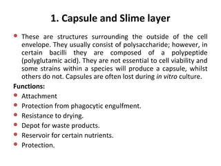 1. Capsule and Slime layer
 These are structures surrounding the outside of the cell
envelope. They usually consist of polysaccharide; however, in
certain bacilli they are composed of a polypeptide
(polyglutamic acid). They are not essential to cell viability and
some strains within a species will produce a capsule, whilst
others do not. Capsules are often lost during in vitro culture.
Functions:
 Attachment
 Protection from phagocytic engulfment.
 Resistance to drying.
 Depot for waste products.
 Reservoir for certain nutrients.
 Protection.
 