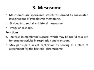 3. Mesosome
• Mesosomes are specialized structures formed by convoluted
invaginations of cytoplasmic membrane.
• Divided into septal and lateral mesosome.
• Irregular in shape.
Functions
a. Increase in membrane surface, which may be useful as a site
for enzyme activity in respiration and transport.
b. May participate in cell replication by serving as a place of
attachment for the bacterial chromosome
 