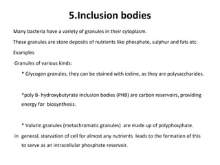 5.Inclusion bodies
Many bacteria have a variety of granules in their cytoplasm.
These granules are store deposits of nutrients like phosphate, sulphur and fats etc.
Examples
Granules of various kinds:
* Glycogen granules, they can be stained with iodine, as they are polysaccharides.
*poly B- hydroxybutyrate inclusion bodies (PHB) are carbon reservoirs, providing
energy for biosynthesis.
* Volutin granules (metachromatic granules) are made up of polyphosphate.
in general, starvation of cell for almost any nutrients leads to the formation of this
to serve as an intracellular phosphate reservoir.
 