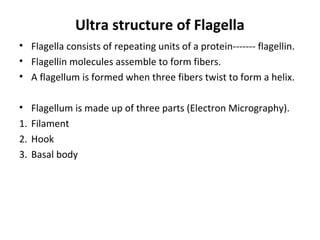 Ultra structure of Flagella
• Flagella consists of repeating units of a protein------- flagellin.
• Flagellin molecules assemble to form fibers.
• A flagellum is formed when three fibers twist to form a helix.
• Flagellum is made up of three parts (Electron Micrography).
1. Filament
2. Hook
3. Basal body
 