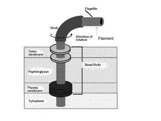 Filament
 