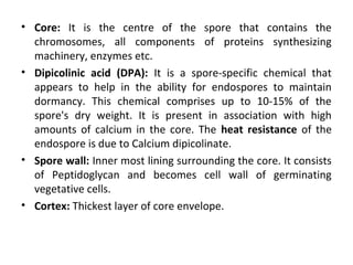 • Core: It is the centre of the spore that contains the
chromosomes, all components of proteins synthesizing
machinery, enzymes etc.
• Dipicolinic acid (DPA): It is a spore-specific chemical that
appears to help in the ability for endospores to maintain
dormancy. This chemical comprises up to 10-15% of the
spore's dry weight. It is present in association with high
amounts of calcium in the core. The heat resistance of the
endospore is due to Calcium dipicolinate.
• Spore wall: Inner most lining surrounding the core. It consists
of Peptidoglycan and becomes cell wall of germinating
vegetative cells.
• Cortex: Thickest layer of core envelope.
 