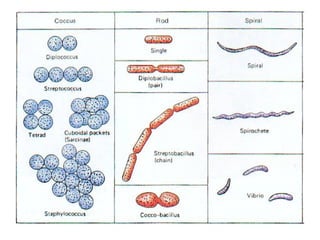 Bacterial morphology