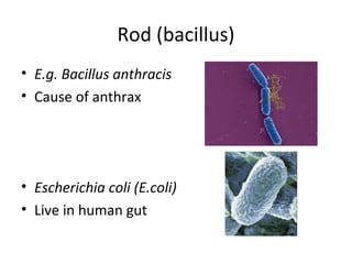 Rod (bacillus)
• E.g. Bacillus anthracis
• Cause of anthrax
• Escherichia coli (E.coli)
• Live in human gut
 