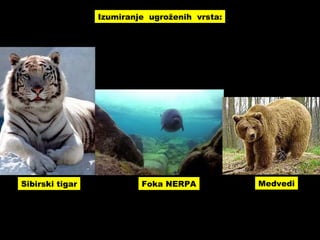 Izumiranje ugroženih vrsta:
Sibirski tigar Foka NERPA Medvedi
 