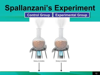 Spallanzani’s Experiment 
12 
CCoonnttrrooll GGrroouupp EExxppeerriimmeennttaall GGrroouupp 
 