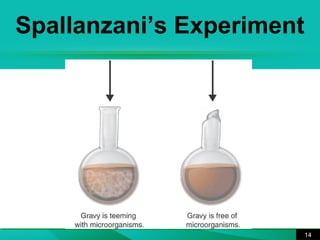 Spallanzani’s Experiment 
14 
 