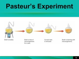 Pasteur’s Experiment 
18 
 