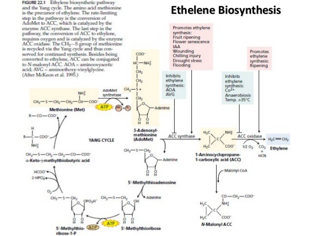 Biosymthesis of Plant Hormones