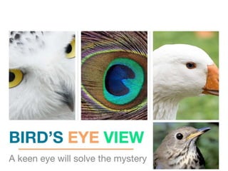 Bird's Eye View Powerpoint Game