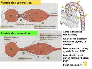 Ventricular contraction

Ventricular relaxation

Aorta is the most
elastic artery
When aortic elasticity
decreases (ageing or
disease):
Less expansion during
systole  Incr. SBP
Less elastic recoil
during diastole  decr.
DBP

Pulse pressure ?

11

 