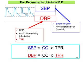 The Determinants of Arterial B.P.

SBP

DBP
• SBP
• Aortic distensibility
(elasticity)
• TPR

• Stroke volume
• Aortic distensibility
(elasticity)

SBP = CO x TPR
DBP = CO x TPR

12

 