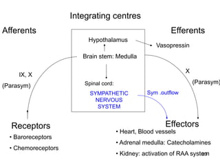 Integrating centres
Afferents

Efferents
Hypothalamus

Vasopressin

Brain stem: Medulla
X

IX, X
(Parasym)

(Parasym)

Spinal cord:
SYMPATHETIC
NERVOUS
SYSTEM

Receptors
• Baroreceptors
• Chemoreceptors

Sym .outflow

Effectors

• Heart, Blood vessels

• Adrenal medulla: Catecholamines
20
• Kidney: activation of RAA system

 