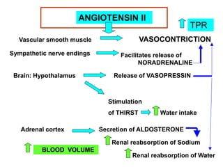 ANGIOTENSIN II

VASOCONTRICTION

Vascular smooth muscle

Sympathetic nerve endings

Brain: Hypothalamus

TPR

Facilitates release of
NORADRENALINE
Release of VASOPRESSIN

Stimulation
of THIRST
Adrenal cortex

Water intake

Secretion of ALDOSTERONE
Renal reabsorption of Sodium

BLOOD VOLUME

27
Renal reabsorption of Water

 