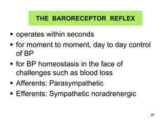 THE BARORECEPTOR REFLEX

 operates within seconds
 for moment to moment, day to day control
of BP
 for BP homeostasis in the face of
challenges such as blood loss
 Afferents: Parasympathetic
 Efferents: Sympathetic noradrenergic
28

 