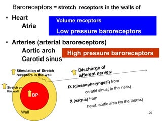 Baroreceptors = stretch receptors in the walls of
• Heart
Atria

Volume receptors

Low pressure baroreceptors

• Arteries (arterial baroreceptors)
Aortic arch
High pressure baroreceptors
Carotid sinus
Stimulation of Stretch
receptors in the wall

Stretch on
the wall

BP

Wall

29

 