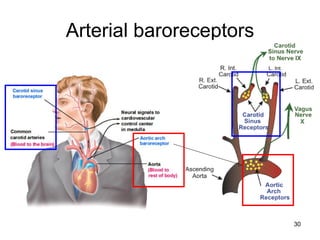 Arterial baroreceptors

30

 