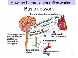 How the baroreceptor reflex works

Basic network

31

 