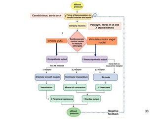 Carotid sinus, aortic arch

Parasym. fibres in IX and
X cranial nerves

Inhibits VMC

stimulates motor vagal
nuclei

33

 