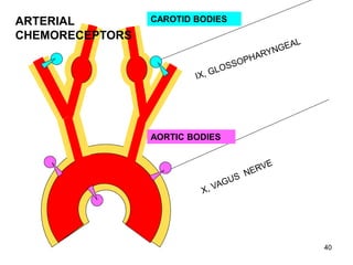 ARTERIAL
CHEMORECEPTORS

CAROTID BODIES

AORTIC BODIES

40

 