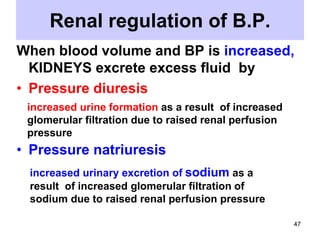 Renal regulation of B.P.
When blood volume and BP is increased,
KIDNEYS excrete excess fluid by
• Pressure diuresis
increased urine formation as a result of increased
glomerular filtration due to raised renal perfusion
pressure

• Pressure natriuresis
increased urinary excretion of sodium as a
result of increased glomerular filtration of
sodium due to raised renal perfusion pressure
47

 