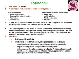 Eosinophil
1. Life Span: < 2 weeks
2. Granulocyte with specific and non-specific granules
2. About 10-14 µm in diameter. Bi-lobed nucleus. The cytoplasm has prominent
pink/red specific granules (stained with eosin dye).
3. The specific granules are ovoid in shape, and contain a dark crystalloid body
composed of major basic protein (MBP), effective against parasites. The rest
of the granule contains other anti-parasitic substances. The cytoplasm also
contains lysosomes (=azurophilic granules).
3. Function:
• Anti-parasitic activity
• Mediators of inflammatory/allergic responses in tissues
• Inactivate leukotrienes and histamine secreted by basophils
• Engulf and sequester antigen-antibody complexes
• Inflammatory stimulus increases production/release of eosinophils
from bone marrow, whereas inflammatory suppression decreases
eosinophil numbers in peripheral blood.
Specific granules
• Major basic protein
• Eosinophilic cationic protein
• Neurotoxin
• Histaminase
Non-specific granules (lysosomes)
• Lysozyme
• Acid hydrolase
• Myeloperoxidase
• Elastase
 