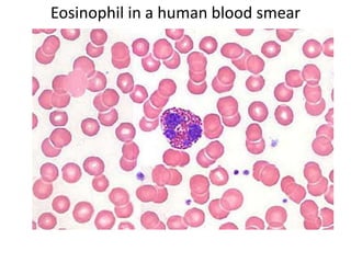 Eosinophil in a human blood smear
 