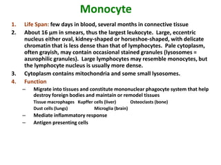 Monocyte
1. Life Span: few days in blood, several months in connective tissue
2. About 16 µm in smears, thus the largest leukocyte. Large, eccentric
nucleus either oval, kidney-shaped or horseshoe-shaped, with delicate
chromatin that is less dense than that of lymphocytes. Pale cytoplasm,
often grayish, may contain occasional stained granules (lysosomes =
azurophilic granules). Large lymphocytes may resemble monocytes, but
the lymphocyte nucleus is usually more dense.
3. Cytoplasm contains mitochondria and some small lysosomes.
4. Function
– Migrate into tissues and constitute mononuclear phagocyte system that help
destroy foreign bodies and maintain or remodel tissues
Tissue macrophages Kupffer cells (liver) Osteoclasts (bone)
Dust cells (lungs) Microglia (brain)
– Mediate inflammatory response
– Antigen presenting cells
 