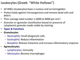 Leukocytes (Greek: “White Hollows”)
• All WBCs (leukocytes) have a nucleus and no hemoglobin.
• Protect body against microorganisms and remove dead cells and
debris.
• Their average total number is 6000 to 8000 per mm3.
• Granular or agranular classification based on presence of
cytoplasmic granules made visible by staining.
• Types & Functions
• Granulocytes
– Neutrophils: Small phagocytic cells
– Eosinophils: Reduce inflammation
– Basophils: Release histamine and increase inflammatory response
• Agranulocytes
– Lymphocytes: Immunity
– Monocytes: Become macrophages
 