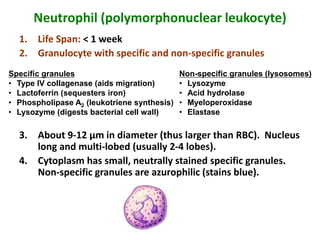 Neutrophil (polymorphonuclear leukocyte)
1. Life Span: < 1 week
2. Granulocyte with specific and non-specific granules
3. About 9-12 µm in diameter (thus larger than RBC). Nucleus
long and multi-lobed (usually 2-4 lobes).
4. Cytoplasm has small, neutrally stained specific granules.
Non-specific granules are azurophilic (stains blue).
Specific granules
• Type IV collagenase (aids migration)
• Lactoferrin (sequesters iron)
• Phospholipase A2 (leukotriene synthesis)
• Lysozyme (digests bacterial cell wall)
Non-specific granules (lysosomes)
• Lysozyme
• Acid hydrolase
• Myeloperoxidase
• Elastase
 