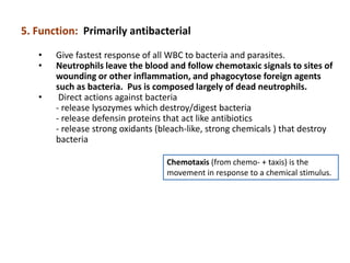 Chemotaxis (from chemo- + taxis) is the
movement in response to a chemical stimulus.
5. Function: Primarily antibacterial
• Give fastest response of all WBC to bacteria and parasites.
• Neutrophils leave the blood and follow chemotaxic signals to sites of
wounding or other inflammation, and phagocytose foreign agents
such as bacteria. Pus is composed largely of dead neutrophils.
• Direct actions against bacteria
- release lysozymes which destroy/digest bacteria
- release defensin proteins that act like antibiotics
- release strong oxidants (bleach-like, strong chemicals ) that destroy
bacteria
 