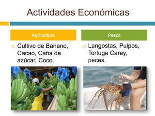 Actividades Económicas 
Agricultura Pesca 
 Cultivo de Banano, 
Cacao, Caña de 
azúcar, Coco. 
 Langostas, Pulpos, 
Tortuga Carey, 
peces. 
 