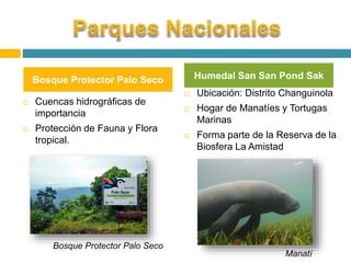 Bosque Protector Palo Seco Humedal San San Pond Sak 
 Cuencas hidrográficas de 
importancia 
 Protección de Fauna y Flora 
tropical. 
 Ubicación: Distrito Changuinola 
 Hogar de Manatíes y Tortugas 
Marinas 
 Forma parte de la Reserva de la 
Biosfera La Amistad 
Manatí 
Bosque Protector Palo Seco 
 