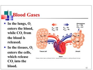 Blood Gases
   In the lungs, O2
    enters the blood,
    while CO2 from
    the blood is
    released.
   In the tissues, O2
    enters the cells,
    which release
    CO2 into the
    blood.               12
 