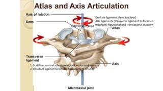 Anterior arch of C1
1. Stabilizes central atlantoaxial joint +odontoid process
2. Resistant against horizontal displacement of atlas
Dentate ligament (dens to clivus)
Alar ligaments (transverse ligament to foramen
magnum) Rotational and translational stability
 