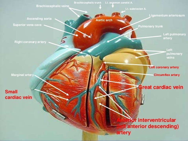 Cardiac venous system