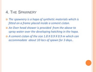 4. THE SPAWNERY
 The spawnery is a hapa of synthetic materials which is
fitted on a frame placed inside a cement cistan.
 An Over head shower is provided from the above to
spray water over the developing hatching in the hapa.
 A cement cistan of the size 1.8 X 0.9 X 0.9 m which can
accommodate about 10 lacs of spawn for 3 days..
 