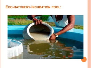 ECO-HATCHERY-INCUBATION POOL:
 